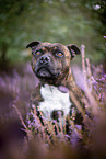 Staffordshire bull terrier in the heather