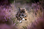 Staffordshire bull terrier in the heather