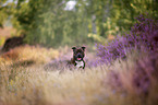 Staffordshire bull terrier in the heather
