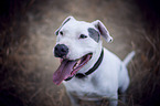 sitting Staffordshire Bullterrier