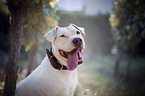 Staffordshire Bullterrier portrait