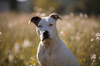 Staffordshire Bullterrier portrait