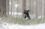 Staffordshire Bull Terrier Portrait