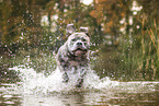 Staffordshire Bullterrier in the water