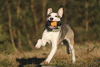 Staffordshire Bull Terrier