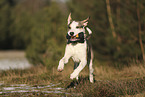 Staffordshire Bull Terrier