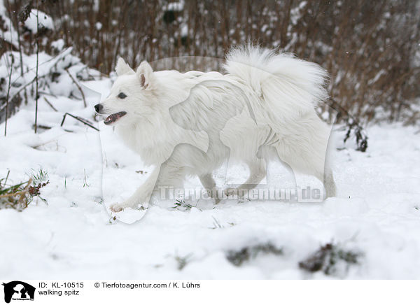 laufender Mittelspitz / walking spitz / KL-10515