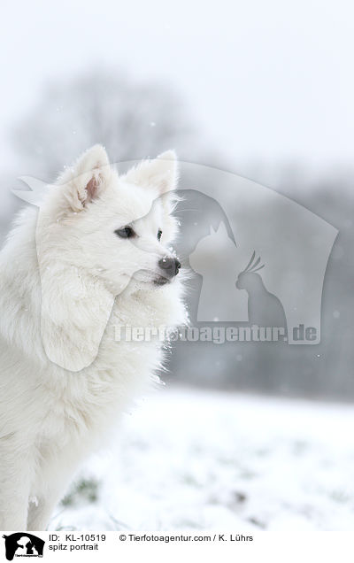 Mittelspitz Portrait / spitz portrait / KL-10519