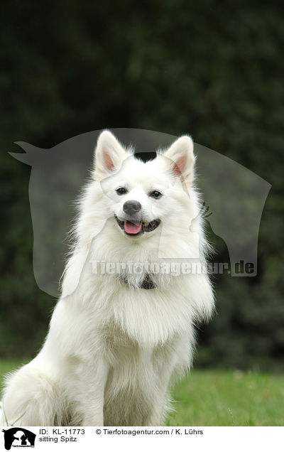 sitzender Mittelspitz / sitting Spitz / KL-11773