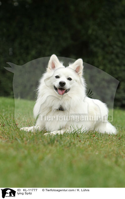 liegender Mittelspitz / lying Spitz / KL-11777