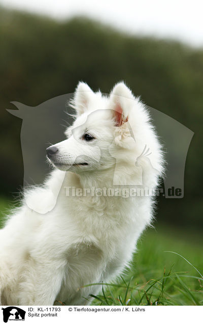 Mittelspitz Portrait / Spitz portrait / KL-11793