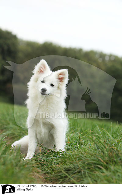 sitzender Mittelspitz / sitting Spitz / KL-11795