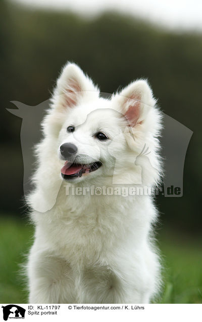 Mittelspitz Portrait / Spitz portrait / KL-11797