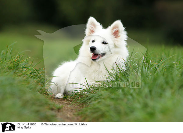 liegender Mittelspitz / lying Spitz / KL-11800
