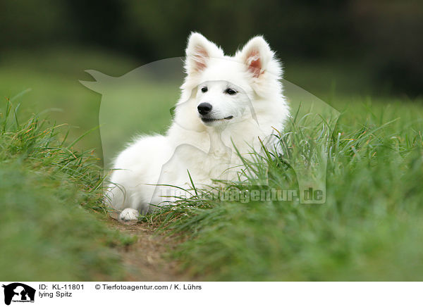 liegender Mittelspitz / lying Spitz / KL-11801