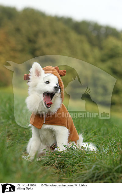 sitzender Mittelspitz / sitting Spitz / KL-11804