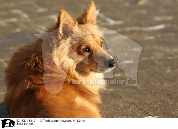 Mittelspitz Portrait / Spitz portrait / KL-11812