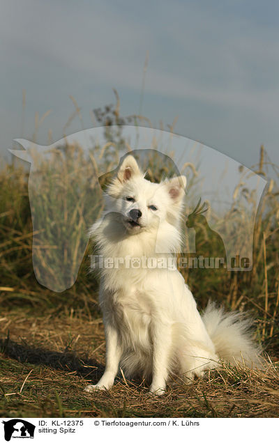 sitting Spitz / KL-12375