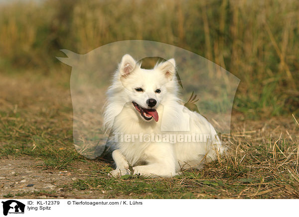 liegender Mittelspitz / lying Spitz / KL-12379