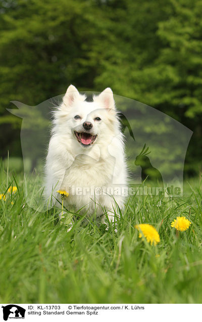 sitting Standard German Spitz / KL-13703