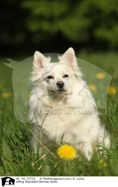 sitzender Mittelspitz / sitting Standard German Spitz / KL-13712