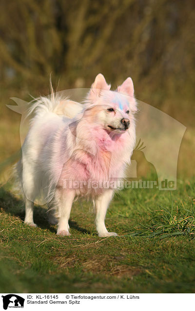 Standard German Spitz / KL-16145