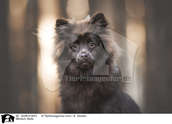 Mittelspitz / Medium Spitz / SGR-01603