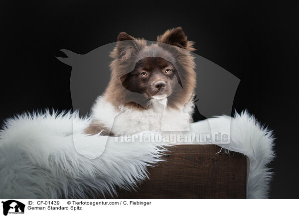 Mittelspitz / German Standard Spitz / CF-01439