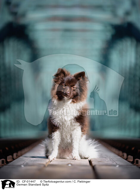 Mittelspitz / German Standard Spitz / CF-01447