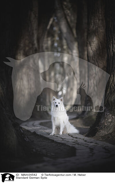 Mittelspitz / Standard German Spitz / MAH-04542
