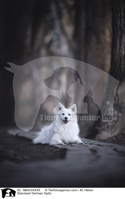 Mittelspitz / Standard German Spitz / MAH-04545