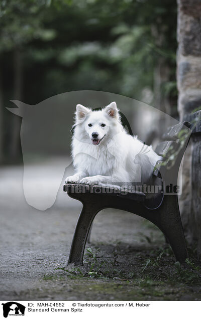 Mittelspitz / Standard German Spitz / MAH-04552
