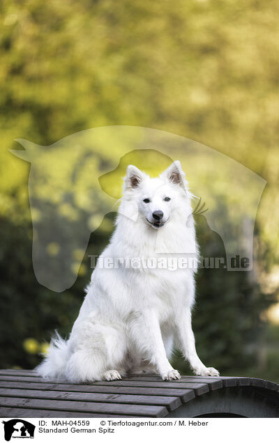 Mittelspitz / Standard German Spitz / MAH-04559