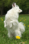 begging Standard German Spitz