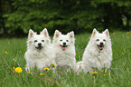 3 Standard German Spitz