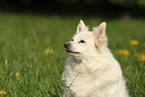 Standard German Spitz portrait