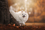 German medium spitz