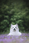 Standard German Spitz