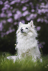 Standard German Spitz