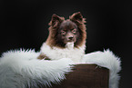 German Standard Spitz