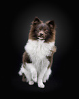 Standard German Spitz