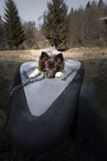 Standard German Spitz