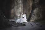 Standard German Spitz