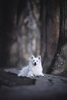 Standard German Spitz