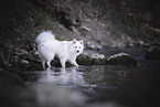 Standard German Spitz