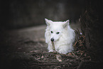 Standard German Spitz