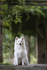 Standard German Spitz