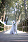 Standard German Spitz