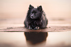 German Spitz