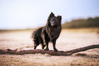 German Spitz